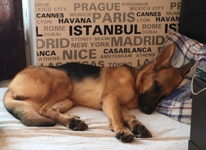 Köpeğini getirene 5 bin lira verecek