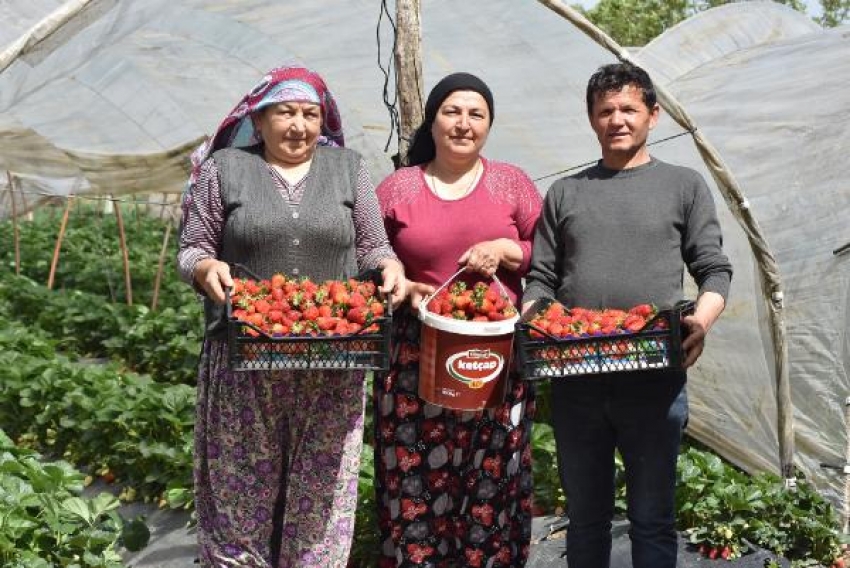 Bursa'da 'kırmızı elmas' hasadı