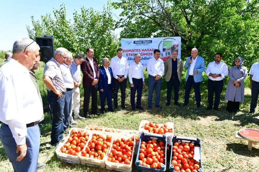 Domates hasat etkinliği