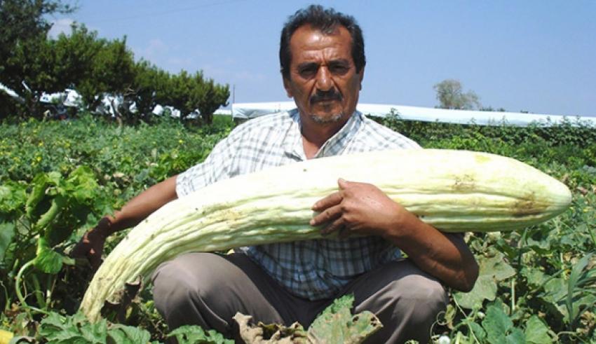 'Dev' acur ve kabak yetiştirdi