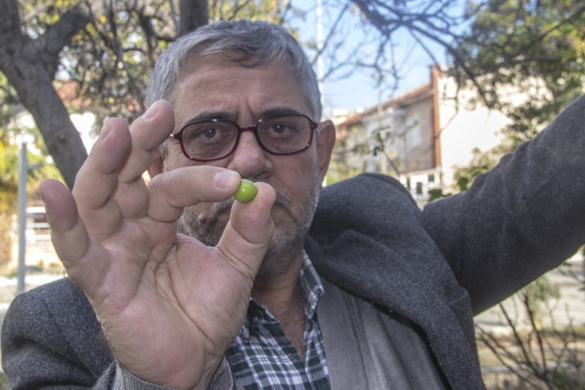 Aralık ayında dalında yeşil erik topladı