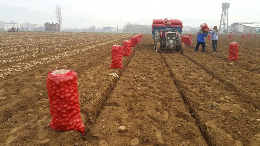 Patates üreticisi fiyattan memnun değil