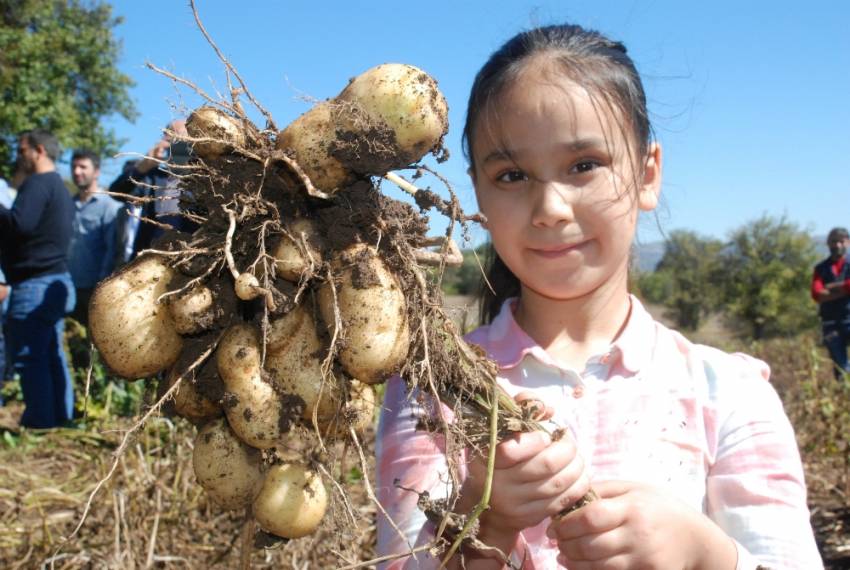 Türkiye’nin ilk ’beyaz patates’inde hasat yapıldı