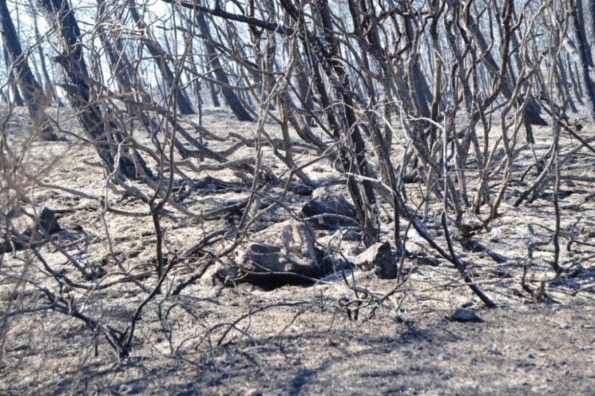 Ayvalık’ta 15 hektar alan yandı