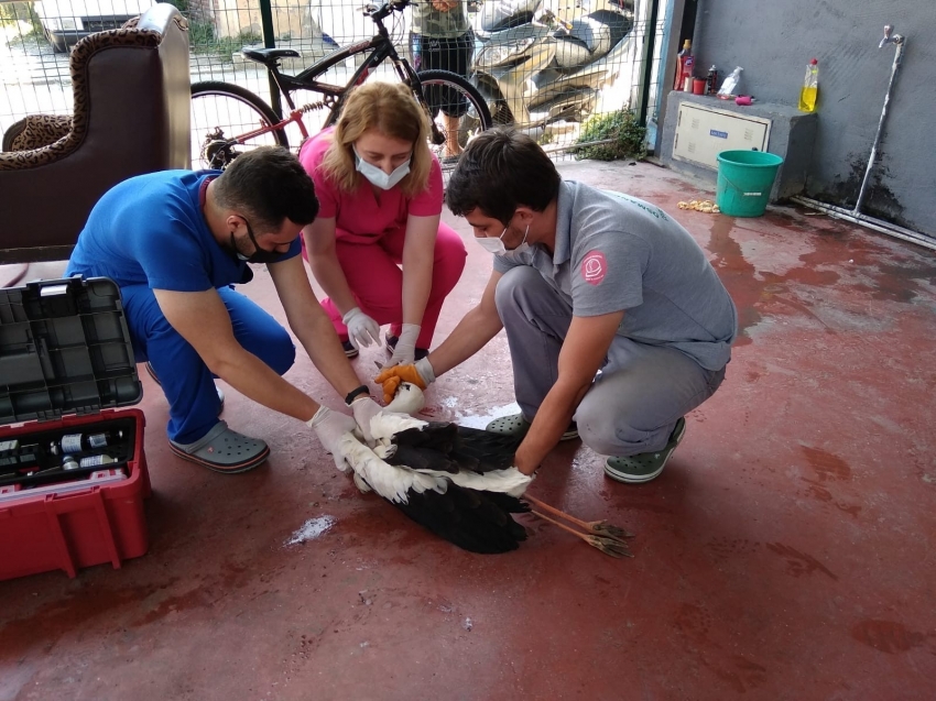 Bursa’da rotayı şaşıran leylek oto yıkamacıya indi