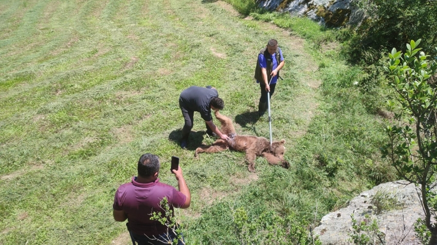 Domuz tuzağına yakalanan boz ayı kurtarıldı