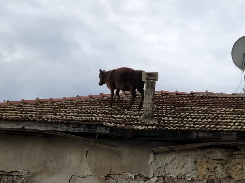 Ahırdan kaçan buzağı çatıya çıktı