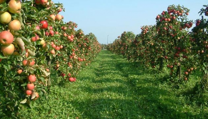 Karaleke hastalığı mücadelesi başladı