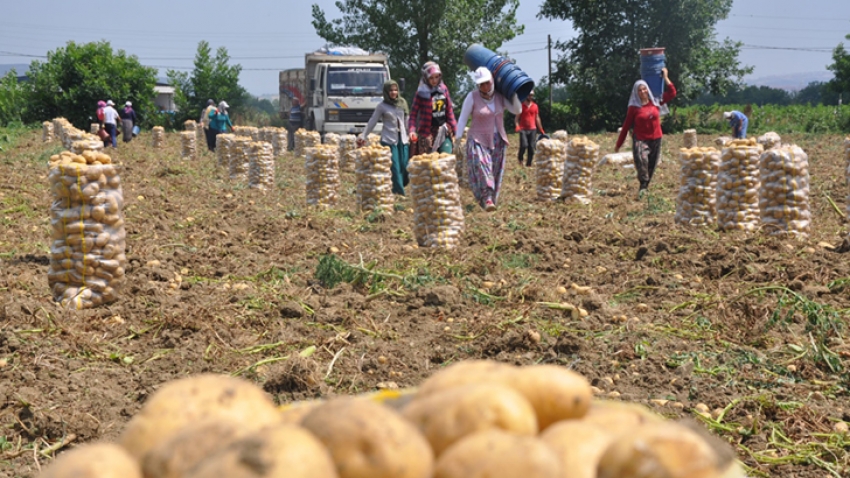 Patates üretimi kavurucu sıcak altında sancılı başladı