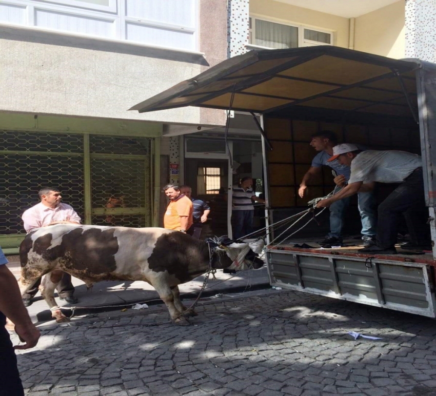 İstanbul'da kaçan boğa dehşet saçtı: 3 yaralı