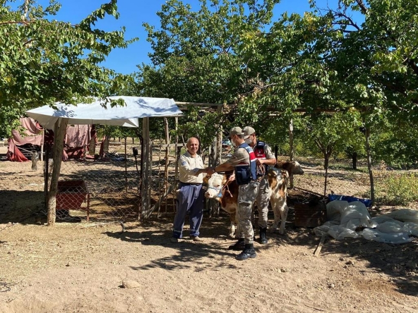 Kayıp inekler drone ile bulundu