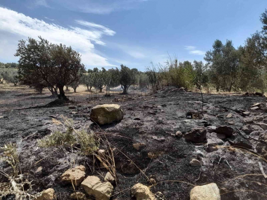 Tutuşan otlar 189 zeytin ağacına zarar verdi