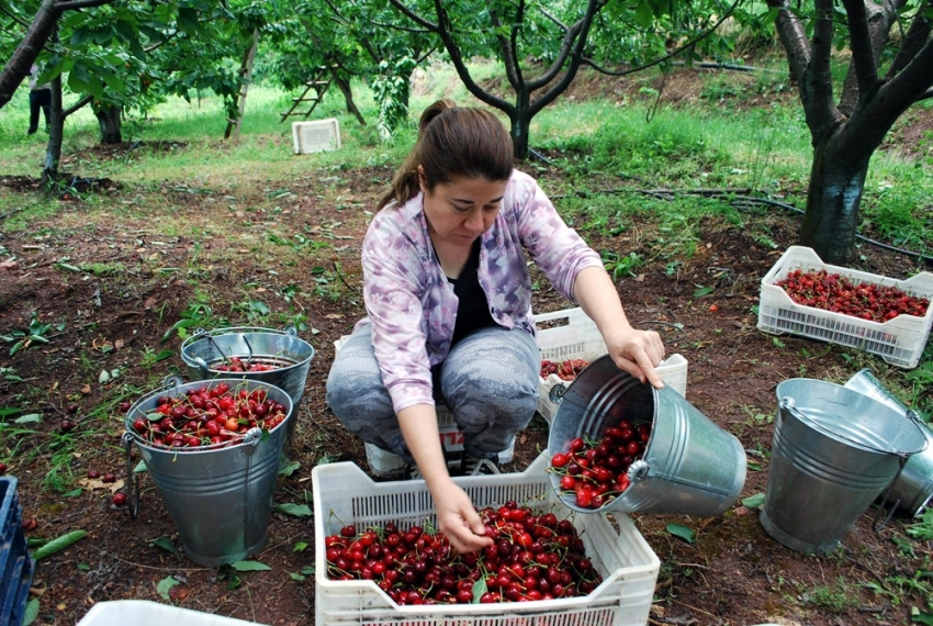 Kirazda fiyat düştü