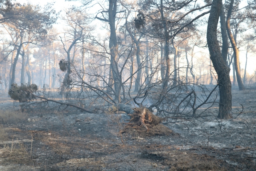 Çanakkale’deki orman yangını söndürüldü