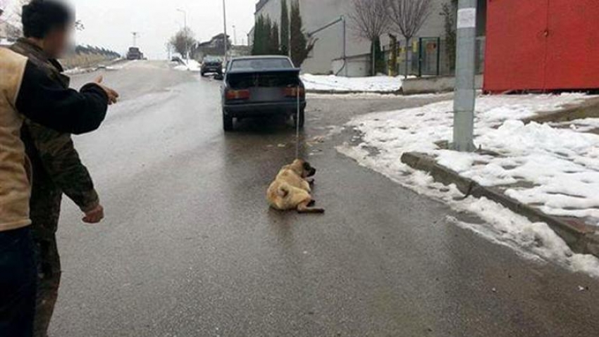 Otomobilin arkasına bağlanan kangal görenleri şoke etti