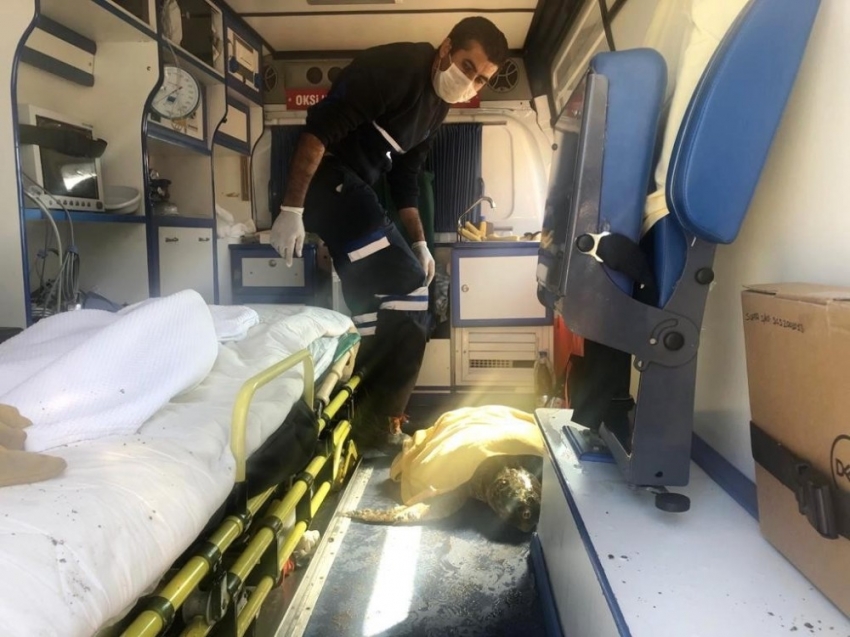 Yaralı caretta carettanın yardımına Petbulance ekibi yetişti