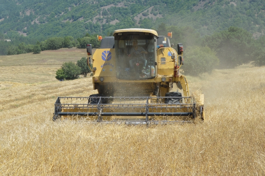 Buğdayın atası ‘siyez’in hasadı devam ediyor