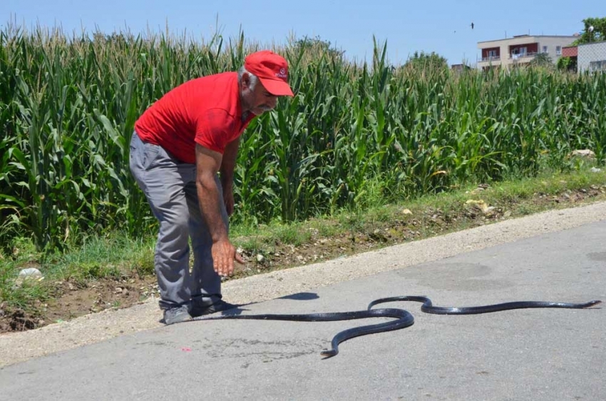 Etrafı yılanlar bastı