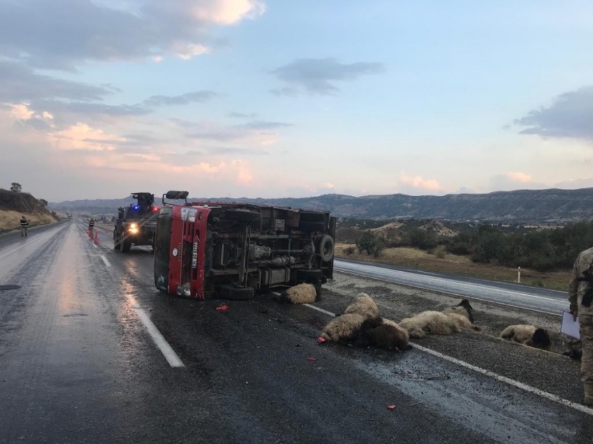 Siirt’te kamyonun çarptığı 15 koyun telef oldu