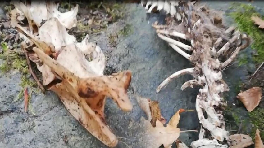 Trabzon'da türü bilinmeyen hayvan iskeleti bulundu
