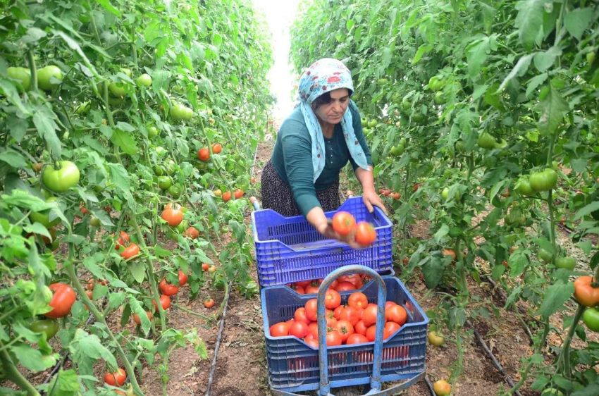 800 rakıma deneme amaçlı sera kurdu, tonlarca domates ve biber yetiştiriyor