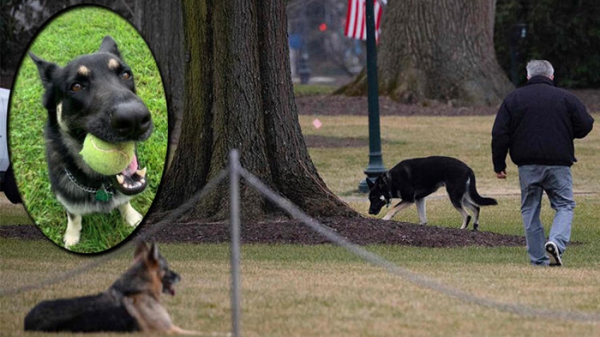 Biden'ın köpeği Beyaz Saray'dan kovuldu 