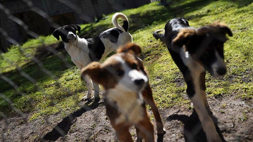 Bir ülke ayakta: 15 köpeği öldürdüler