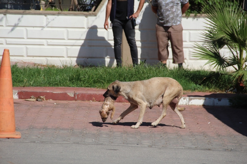 Anne köpeğin ölü yavrusunu taşıması duygulandırdı