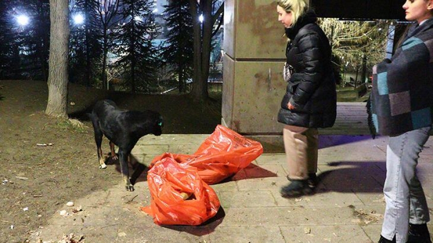 8 yavru köpek zehirlenerek öldürüldü!