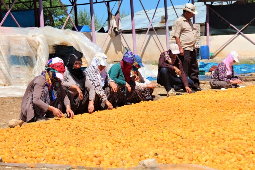 Kayısı kadınlar için iş kapısı oldu