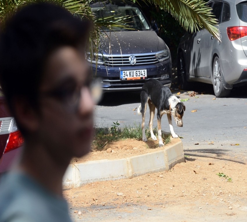 Saldırgan köpekler yüzünden mahalleli dışarı çıkamıyor