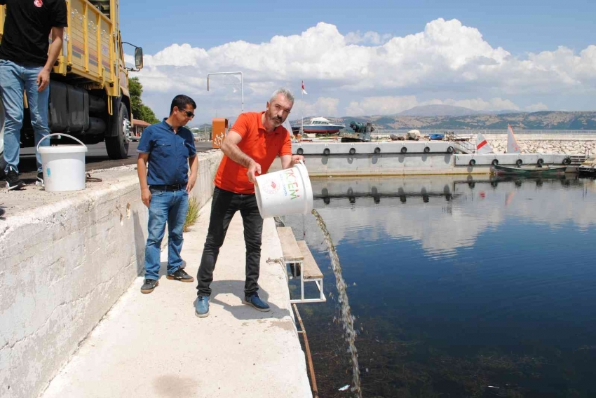 1 milyon 391 bin 500 adet yavru sazan bırakıldı