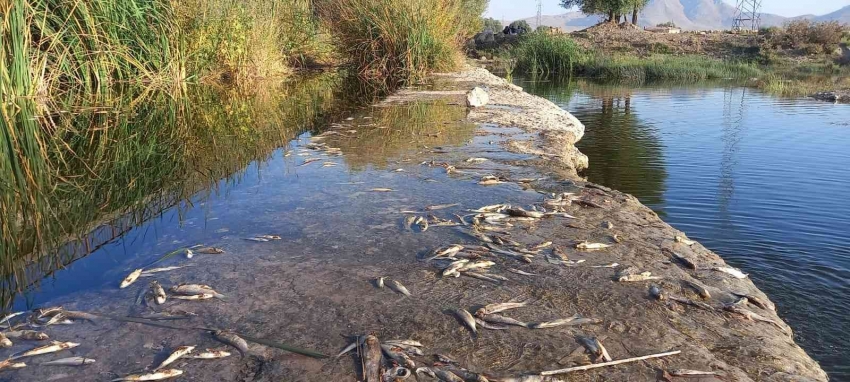 Balık ölümleri tedirgin etti