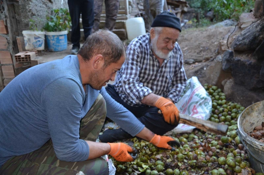 Ceviz diyarında hasat başladı