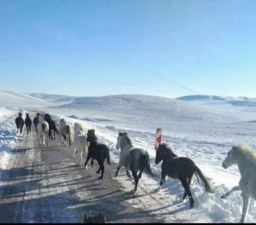 Yılkı atları için doğaya 2 ton yem bıraktılar