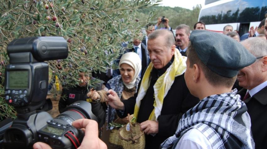 Erdoğan ve eşi zeytin topladı