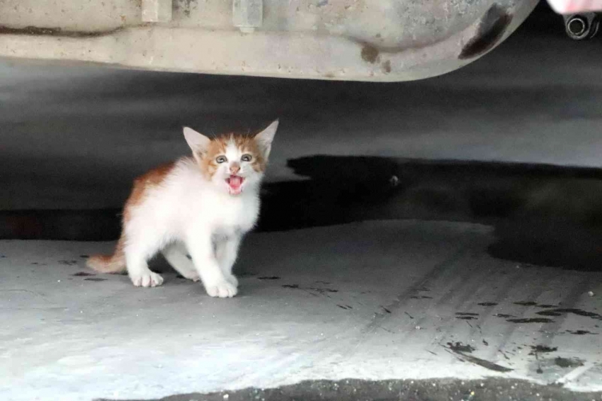 Otomobilin altına giren kediyi itfaiye kurtardı