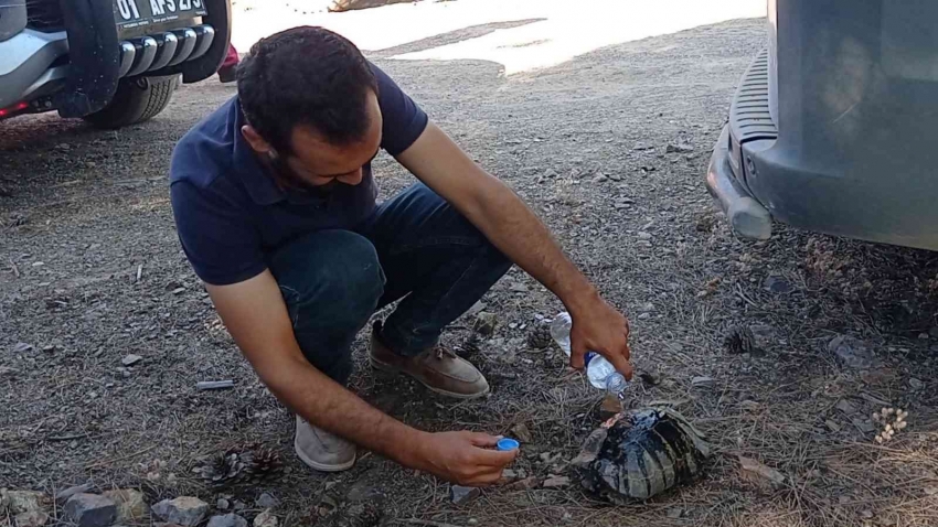 Orman yangınında yürek burkan görüntüler