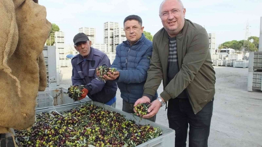 Burhaniye’de zeytinde randıman ve yağ kalitesi sevindirdi