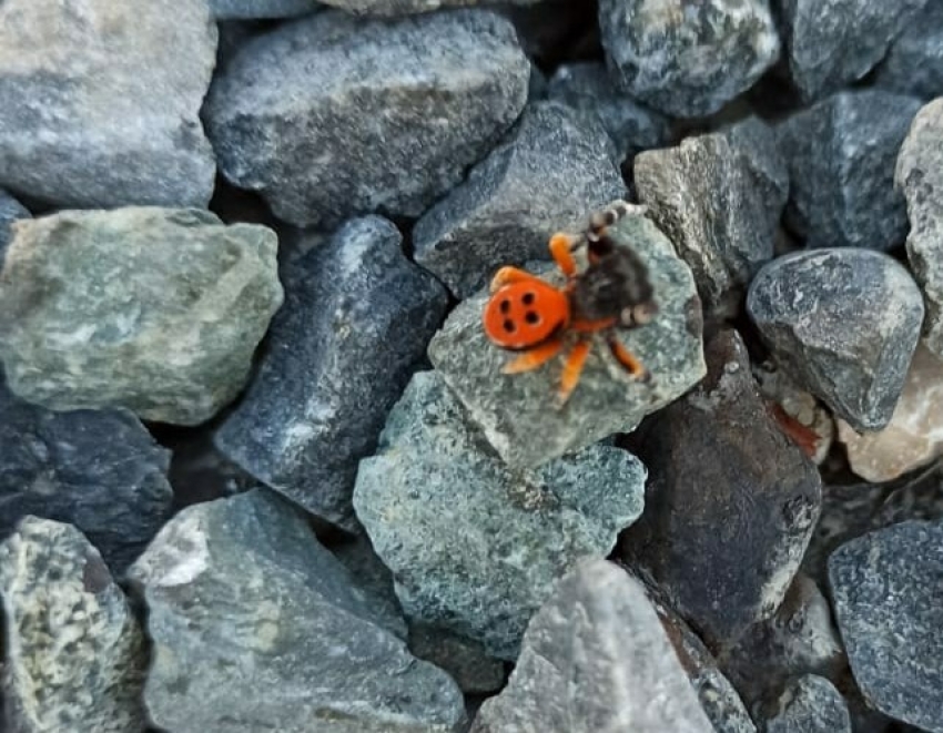 Elazığ’da zehirli uğur böceği görüntülendi