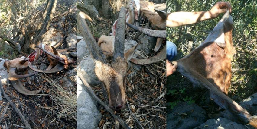 Dağ keçileri kaçak avcı kurbanı oldu