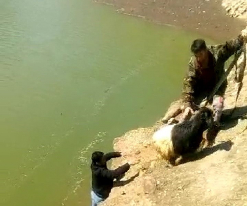 2 gün önce kaybolan keçi barajda bulundu, halatla kurtarıldı