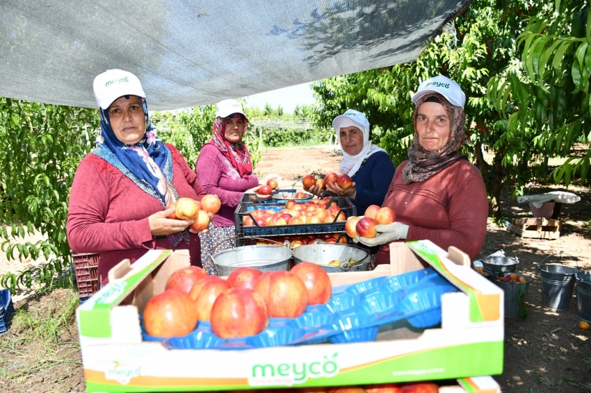 İznik’te nektarin hasadı şenlik ile başladı