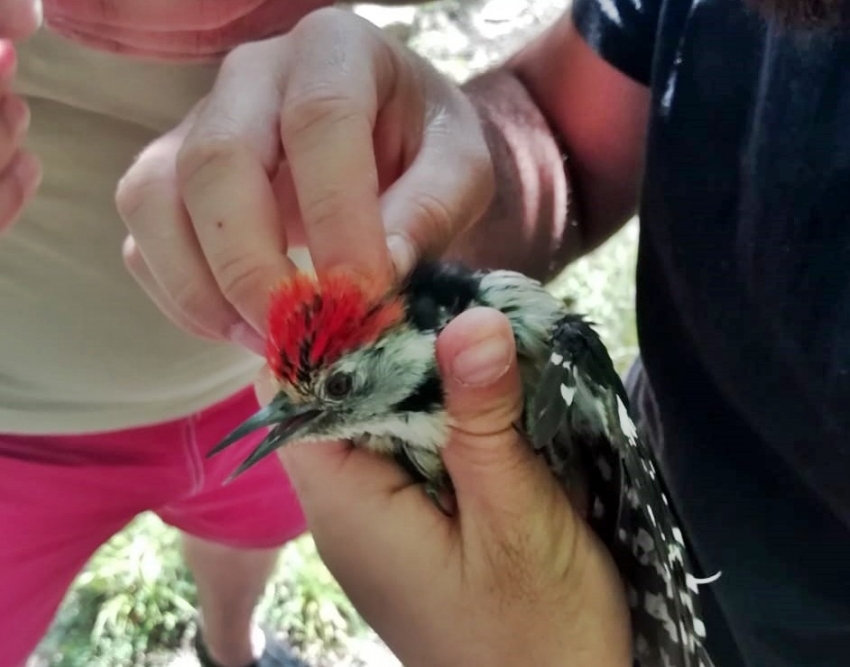 Kızıl taçlı ağaçkakan oltaya takıldı, gençler kurtardı