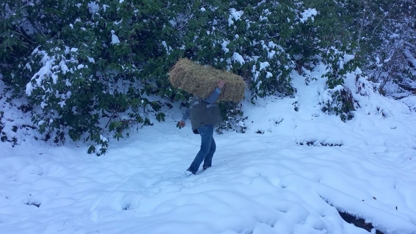 Yaban hayvanları 2 ton yem ve yonca bırakıldı