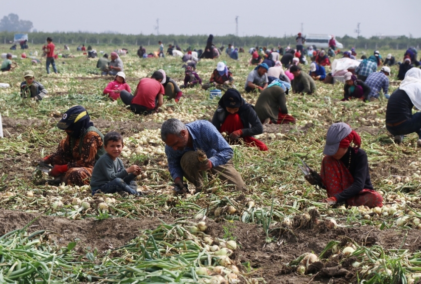 Turfanda soğan fiyatları düşürecek