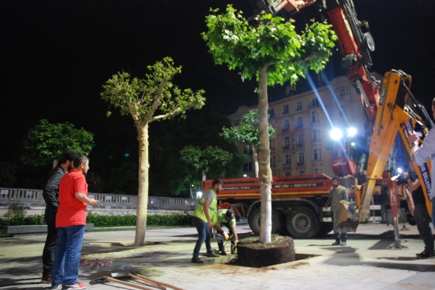 Taksim Meydanında ağaçlandırma çalışmaları sona erdi