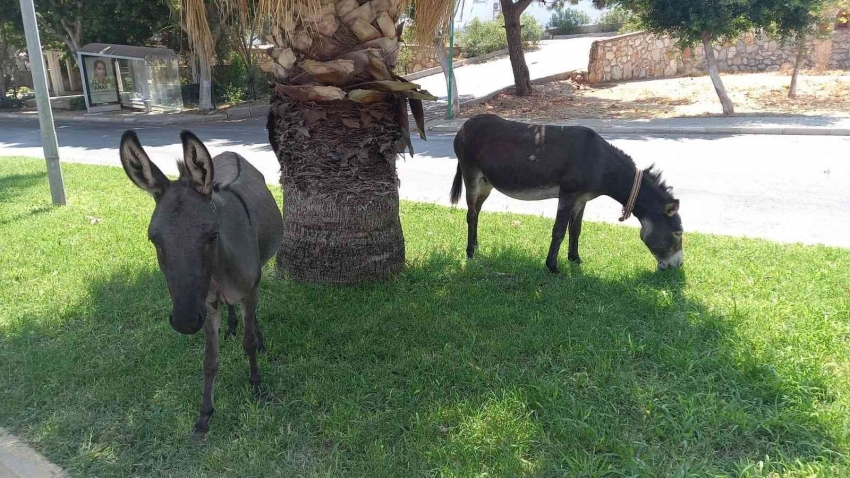 Bodrum’da başıboş eşeklerin çimen keyfi