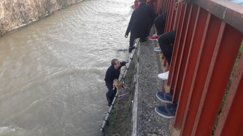 4 metre yükseklikten dereye düşen yavru köpeği itfaiye kurtardı