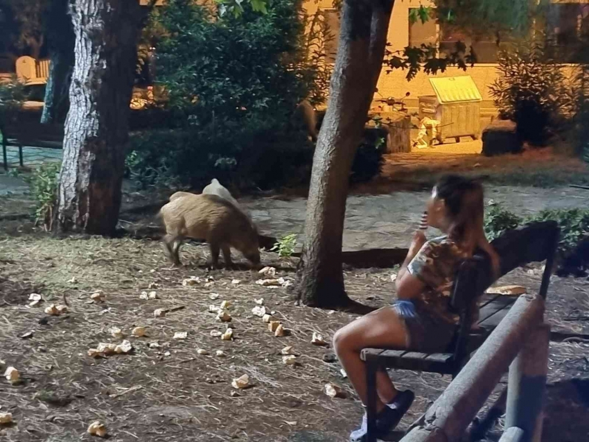 Domuzlar yemeklerini yesin diye bankta onları bekledi